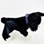 [公式]パラコード＃172 マクラメ編みローズ・オーキッドブルー・紫・茶の小型犬用首輪No201