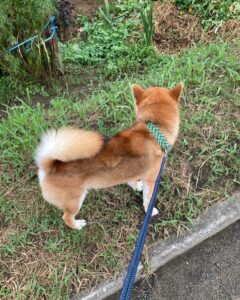 マクラメ編みとはどんな物？