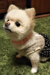 マクラメ編みとはどんな物？