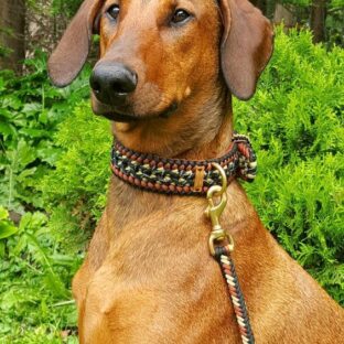 [たかが犬の首輪]愛犬が皮膚病あるいは首をよく掻きませんか？