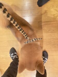 [夏冬兼用犬首輪]着脱ワンタッチ・飼い主様からのご要望を実現