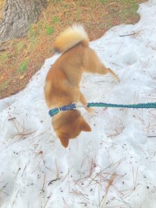 [夏冬兼用犬首輪]着脱ワンタッチ・飼い主様からのご要望を実現