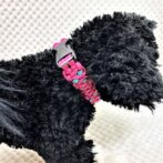 [公式]マクラメ編み＃170サイズ調節可能ワンタッチ着脱　小型犬用