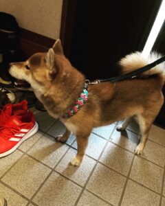 [冬毛、夏毛]アンダーコートのある犬種は、そろそろ首が細くなる季節？