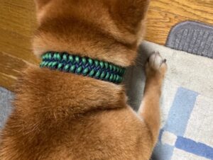 [冬毛、夏毛]アンダーコートのある犬種は、そろそろ首が細くなる季節？