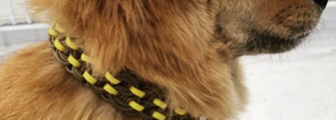 [冬毛、夏毛]アンダーコートのある犬種は、そろそろ首が細くなる季節？
