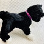 [公式]パラコードでマクラメ編み#205 超小型犬向き3色首輪