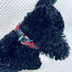 [パラコードでマクラメ編み]＃202 3色使いの小型犬首輪作り方