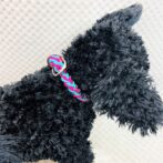 [パラコードでマクラメ編み]＃203 小型犬首輪　バイキングフォールズシネット