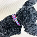 [パラコードでマクラメ編み]＃203 小型犬首輪　バイキングフォールズシネット