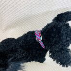 [パラコードでマクラメ編み]＃203 小型犬首輪　バイキングフォールズシネット