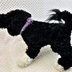 [パラコードでマクラメ編み]＃203 小型犬首輪　バイキングフォールズシネット