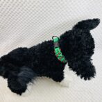 [パラコードでマクラメ編み]＃204 ２色使いの平結び小型犬首輪作り方