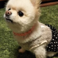 [いぬねこ首輪手作りチャンネル]youtube初ライブ,突然通信障害になった 予想当たってしまった