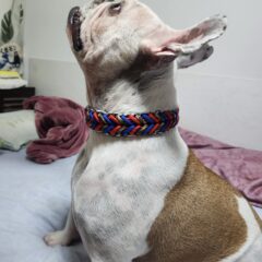 [マクラメ編み犬首輪＆リード]ご購入者さまから嬉しい連絡