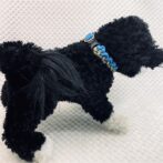 [公式]パラコードでマクラメ編み＃208　ターコイズブルー＆茶まだらの小型犬用首輪