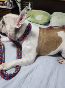 マクラメ編み首輪とリードセット