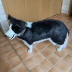 [公式]＃217ルナのミニフライトラップ　中型・大型犬首輪