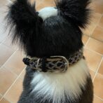 [公式]＃217ルナのミニフライトラップ　中型・大型犬首輪