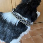 [公式]＃217ルナのミニフライトラップ　中型・大型犬首輪