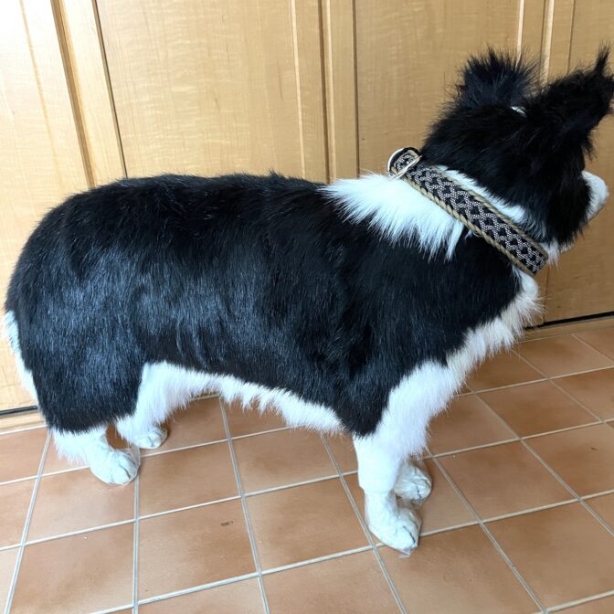 [公式]＃217ルナのミニフライトラップ　中型・大型犬首輪