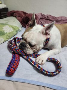 生活応援のため「マクラメ編み犬猫首輪」を在宅職として広め、首輪の認知とファン作り