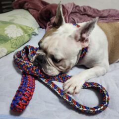 [クラウドファンディング]生活応援のため「マクラメ編み犬猫首輪」を在宅職として広め、首輪の認知とファン作り