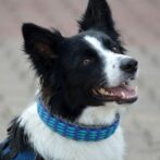 パラコード編み犬首輪