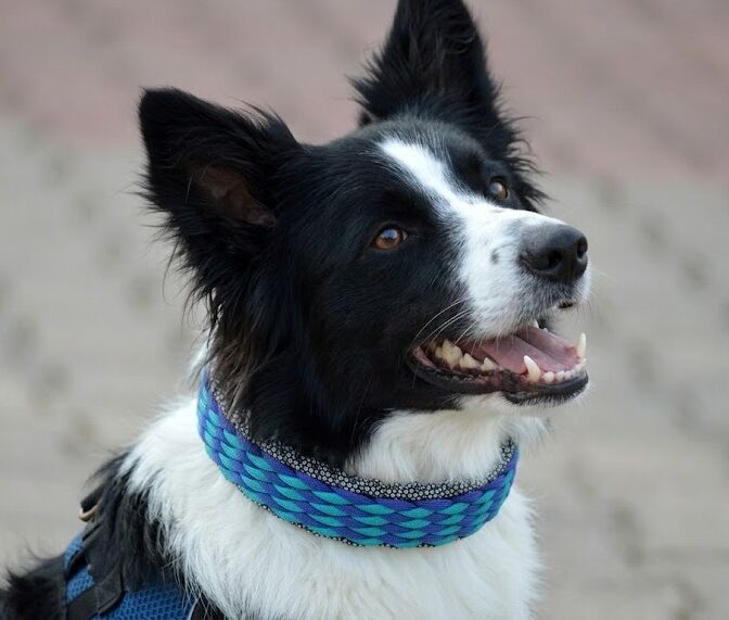 パラコード編み犬首輪