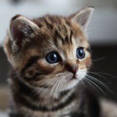 [マイクロチップ]飼い犬猫にも努力義務とされたが、実際に起きた事故