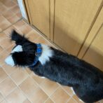 マクラメ編み犬首輪犬に装着上から