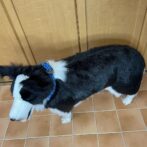 マクラメ編み犬首輪犬に装着上から