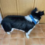 マクラメ編み犬首輪犬に装着横から