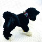 マクラメ編み犬首輪犬に装着遠目