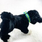 マクラメ編み犬首輪犬が装着遠目