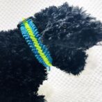 マクラメ編み犬首輪犬が装着アップ