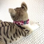 オリジナルパラコード編み#242犬猫首輪