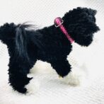 パラコード編み犬首輪装着画像横向き画像
