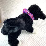 [パラコード編み犬首輪 ]#266バレリア編犬首輪装着した全体画像