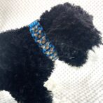 パラコード編み犬首輪犬に装着アップ