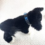 パラコード編み犬首輪犬に装着状態全体
