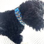 パラコード編み犬首輪犬に装着アップ