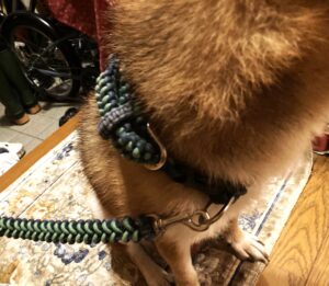 柴犬テツ君パラコード編み首輪愛用