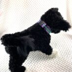 [公式]パラコード編み#269 中型・大型犬用首輪