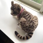 いぬねこ首輪猫に装着画像後ろ向き