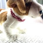 パラコード犬猫首輪装着したアップ