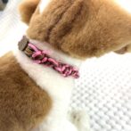 パラコード犬猫首輪横向きアップ