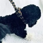 パラコード犬首輪装着画像