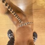 パラコード犬首輪とリードを装着画像