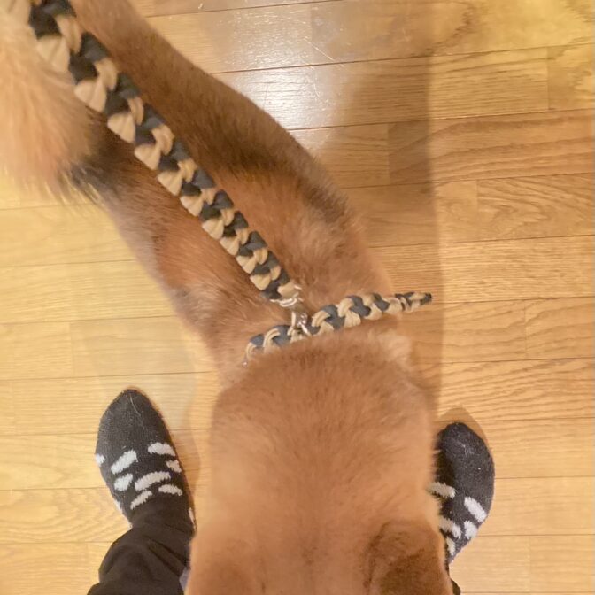 パラコード犬首輪とリードを装着画像